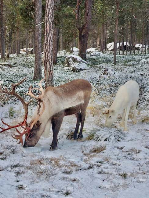 Reindeer feeding in Inari - Key points to know before you go