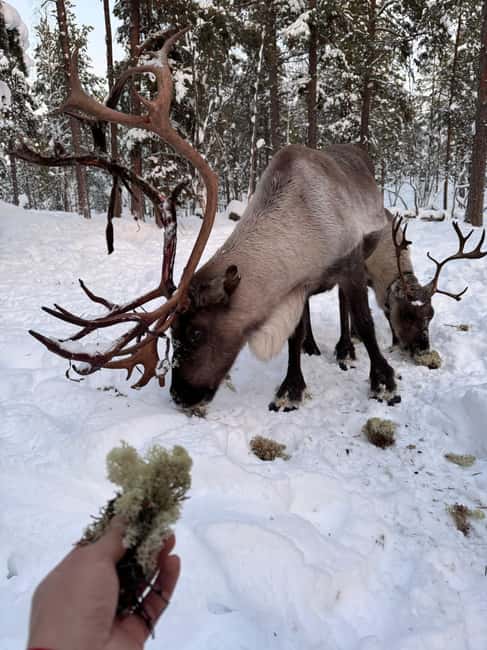Reindeer feeding in Inari - Feeding reindeer by hand