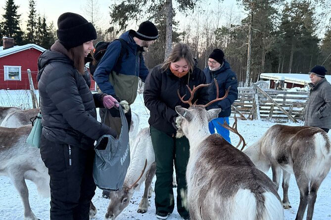 Reindeer Husbandry with Snowmobile Sleigh Ride and Cabin Lunch - Timing, clothing, and simple planning tips