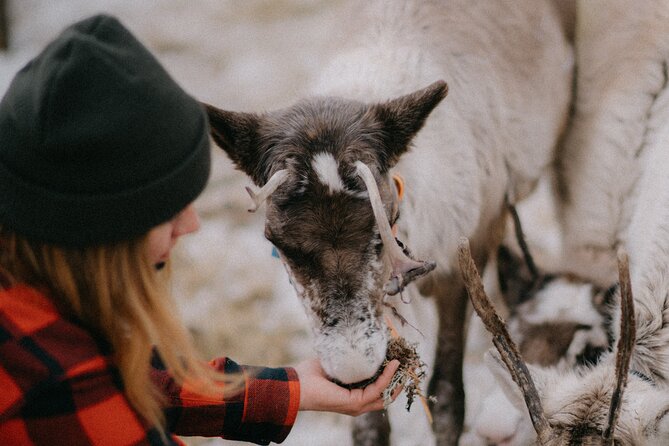 Reindeer Husbandry with Snowmobile Sleigh Ride and Cabin Lunch - Should you book the reindeer farm and sleigh ride?
