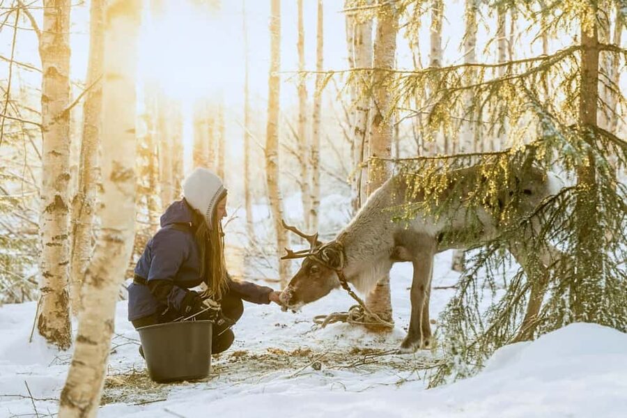 Reindeer Safari at a 200-Year-Old Farm & Long Sled Ride - Arriving at a working Lapland farm