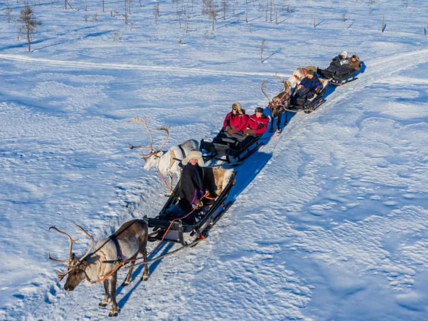Reindeer Safari at a 200-Year-Old Farm & Long Sled Ride - What the 2.5 km sled ride feels like