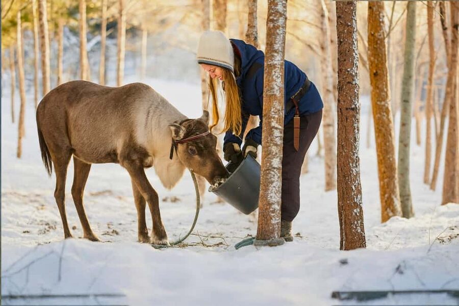 Reindeer Safari at a 200-Year-Old Farm & Long Sled Ride - Tea, cookies, and a little time to thaw