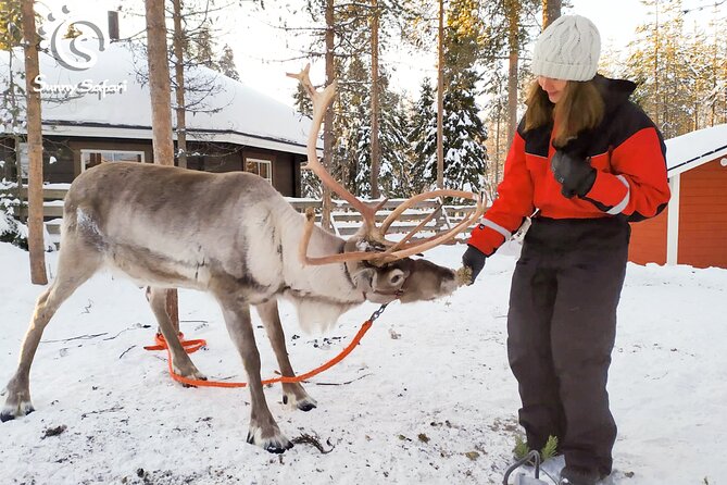 Reindeer Safari in Arctic Wilderness - A forest farm near Santa Claus Village