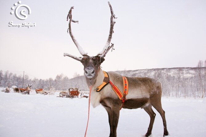 Reindeer Safari in Arctic Wilderness - Why the farmhouse stop matters