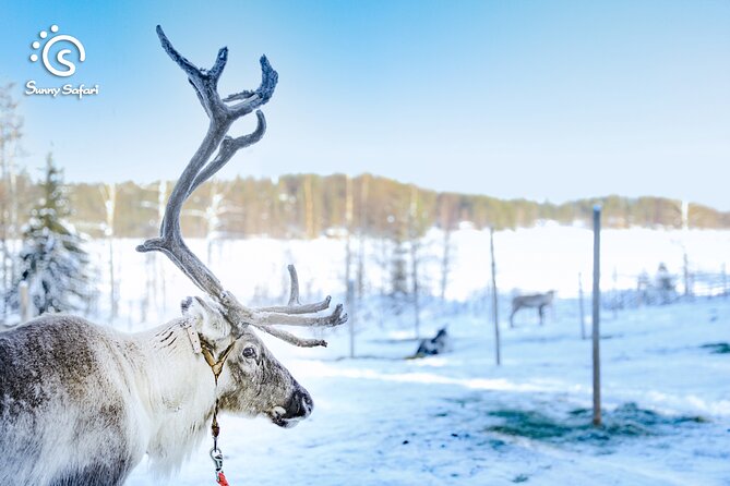 Reindeer Safari in Arctic Wilderness - Weather, season, and group size