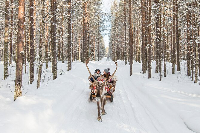 Reindeer Safari in Arctic Wilderness - Meeting the reindeer and their young