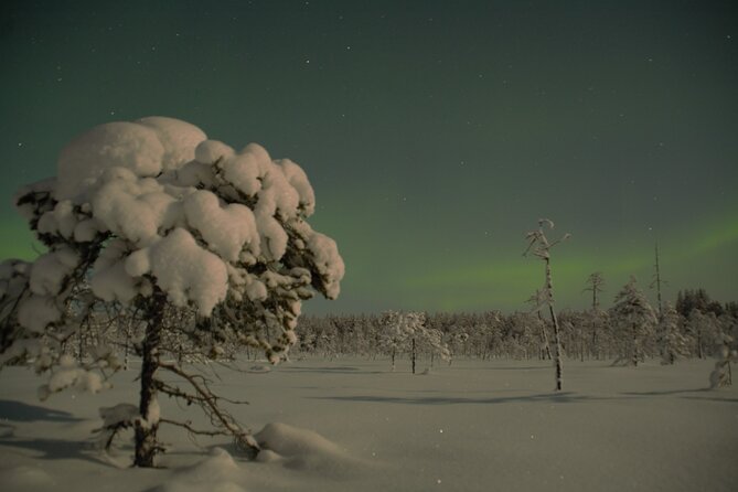Reindeer Sleigh Ride Across the Night in Apukka Resort Rovaniemi - How the $223.57 price measures up
