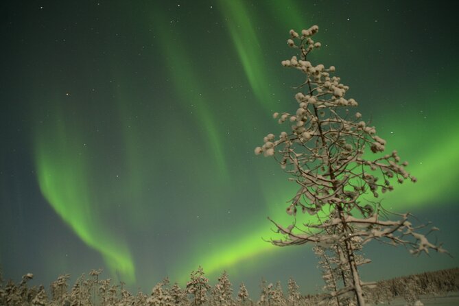 Reindeer Sleigh Ride Across the Night in Apukka Resort Rovaniemi - Who will enjoy this ride most