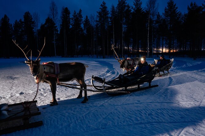 Reindeer Sleigh Ride Across the Night in Apukka Resort Rovaniemi - The reindeer farm introduction