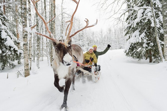 Reindeer Sleigh Ride and Farm Experience from Rovaniemi - The reindeer driver license