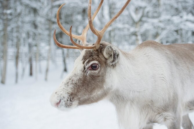 Reindeer Sleigh Ride and Farm Experience from Rovaniemi - How much value do you get for $142.97?