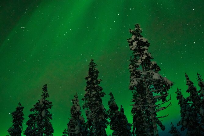 Rovaniemi 2 days Activities Package - Day 2: Ranua Wildlife Park and the long coach ride