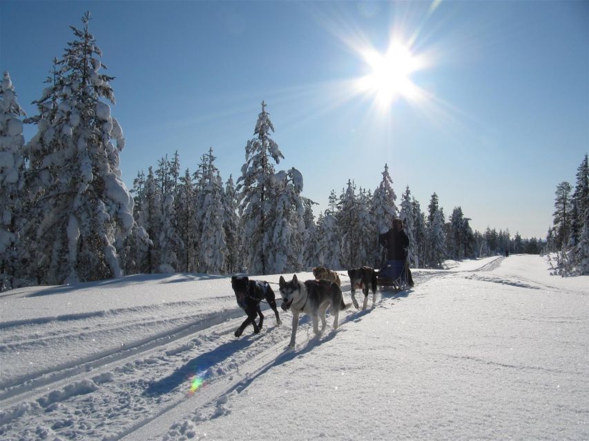 Rovaniemi: Apukka Husky Adventure - Key points to know before booking