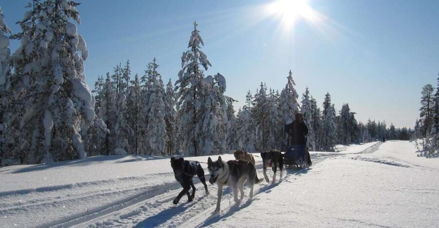 Rovaniemi: Apukka Husky Adventure - Who will enjoy this Apukka adventure most?