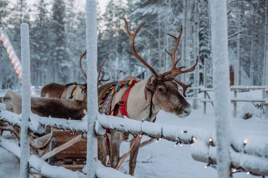 Rovaniemi: Apukka Reindeer Journey - The 2 to 3 kilometer sleigh ride