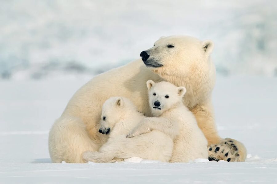 Rovaniemi: Arctic Animals Sleigh Rides and Wildlife Zoo - Key points to know before you book