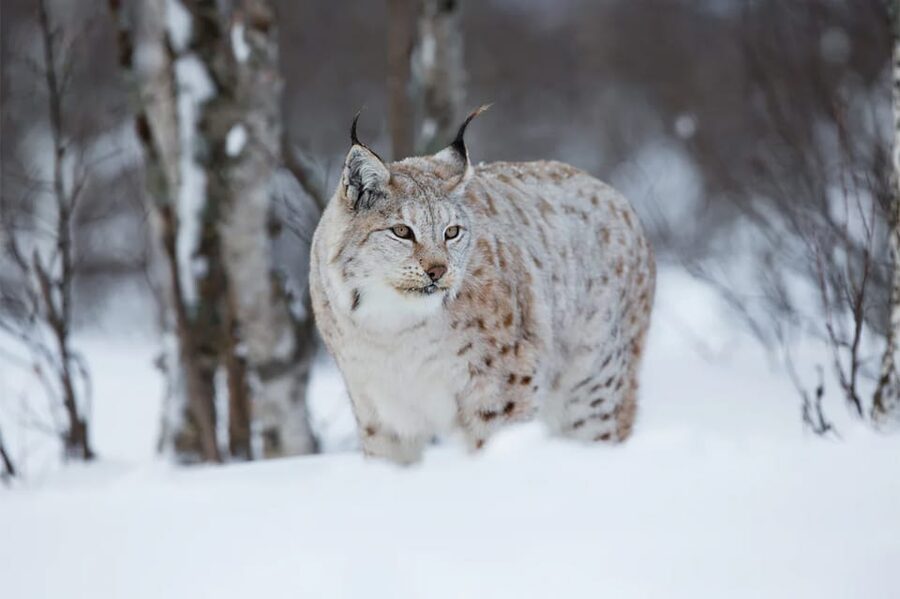 Rovaniemi: Arctic Animals Sleigh Rides and Wildlife Zoo - Should you book this Ranua day trip?
