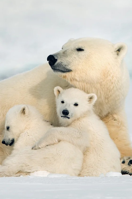 Rovaniemi: Arctic Animals Sleigh Rides and Wildlife Zoo - Ranua Wildlife Park brings the Arctic collection into focus