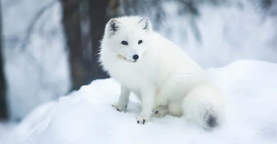 Rovaniemi: Arctic Animals Sleigh Rides and Wildlife Zoo - The forest buffet is useful fuel, with mixed expectations