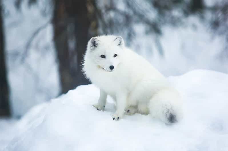 Rovaniemi: Arctic Animals Sleigh Rides and Wildlife Zoo - A guide can make the seven-hour schedule work