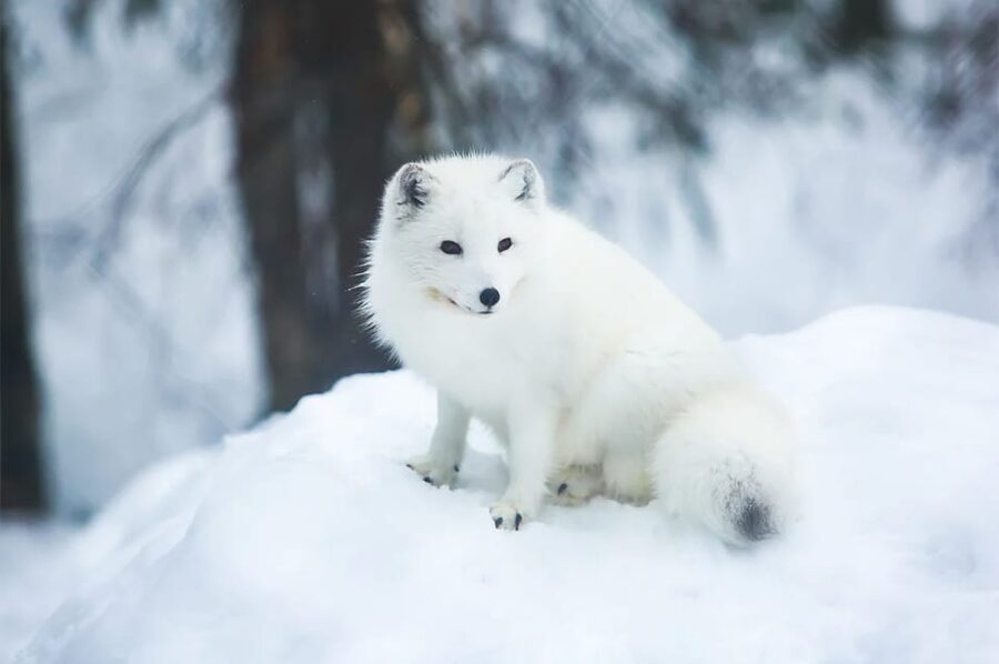 Rovaniemi: Arctic Animals Sleigh Rides and Wildlife Zoo - Who will enjoy this outing most?