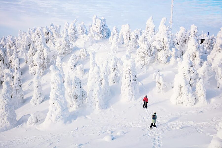 Rovaniemi: Arctic Animals Sleigh Rides and Wildlife Zoo - Practical booking advice for Rovaniemi