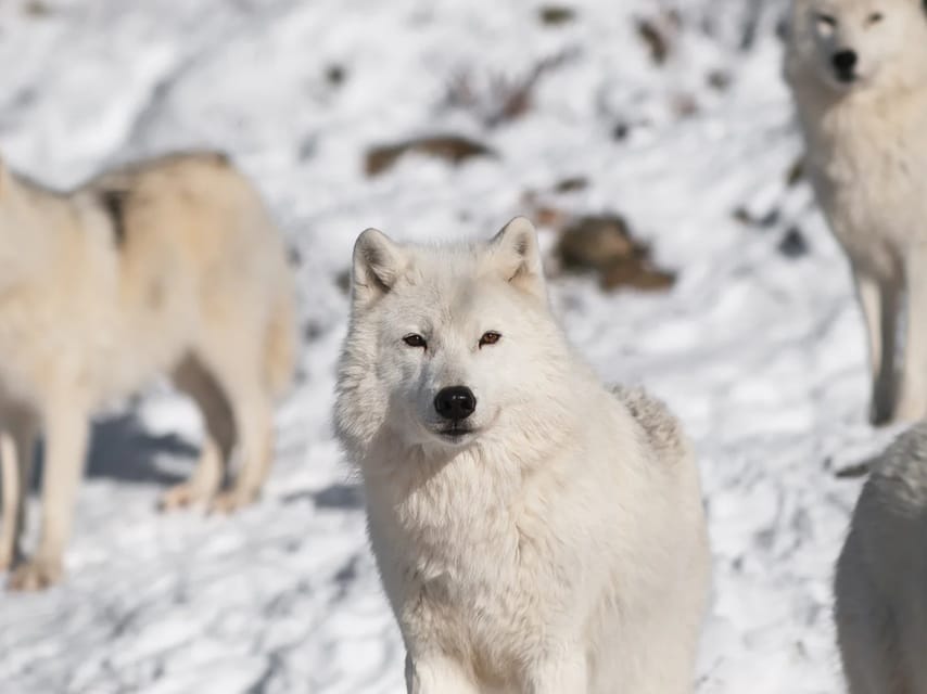 Rovaniemi: Arctic Animals Sleigh Rides and Wildlife Zoo - The reindeer sleigh gives you a gentler contrast