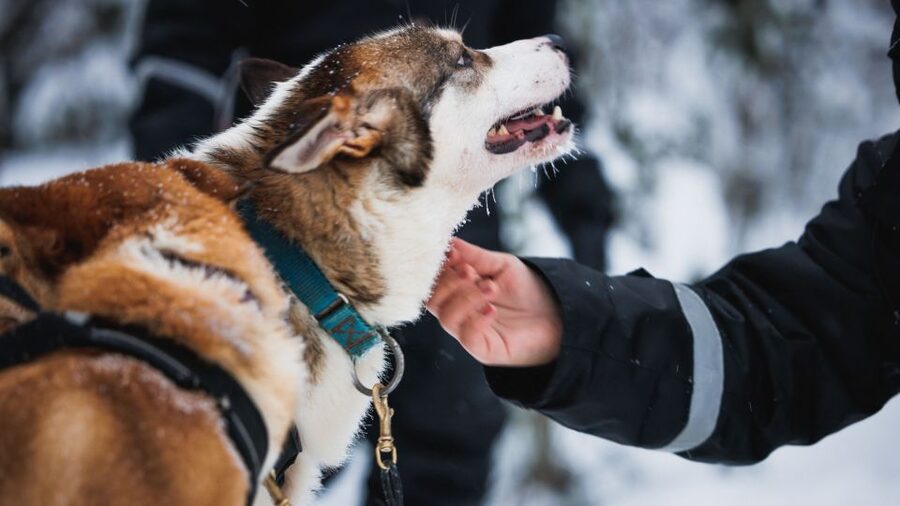 Rovaniemi: Arctic Circle Highlights by Snowmobile - Key points to know before booking