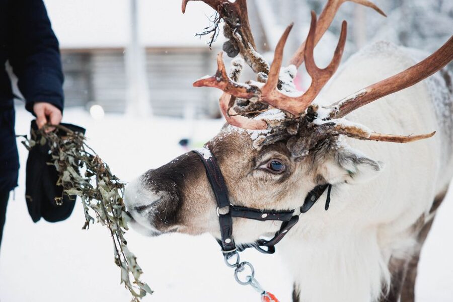 Rovaniemi: Arctic Circle Highlights by Snowmobile - Reindeer herding and a 500-meter sleigh ride