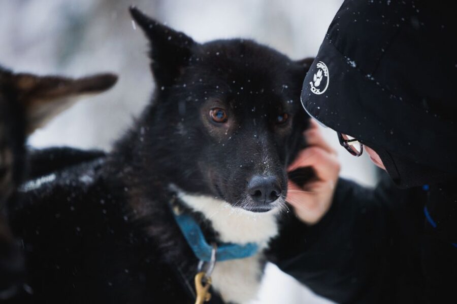 Rovaniemi: Arctic Circle Highlights by Snowmobile - Winter clothing helps, but your layers still count