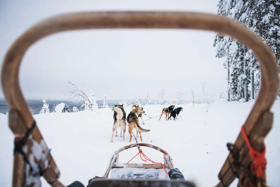 Rovaniemi: Arctic Circle Long Trail Husky Adventure - Meeting the Alaskan Huskies before the ride