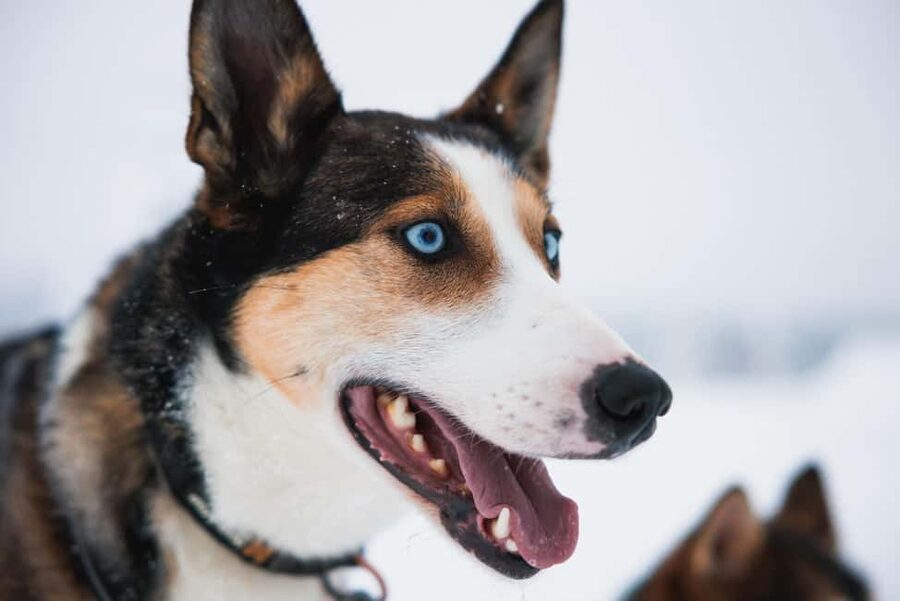 Rovaniemi: Arctic Circle Long Trail Husky Adventure - What the 7 km route feels like