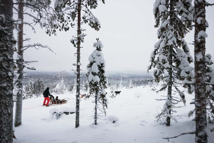 Rovaniemi: Arctic Circle Long Trail Husky Adventure - Time with the dogs after the safari