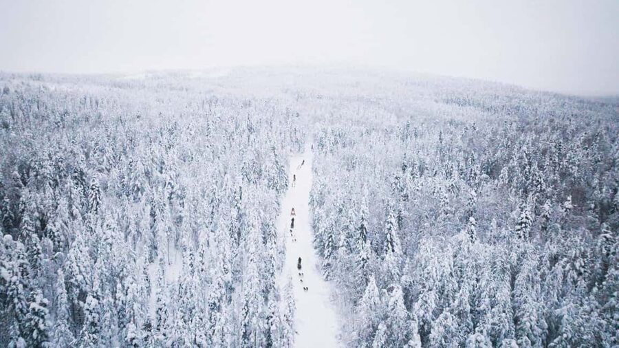 Rovaniemi: Arctic Circle Long Trail Husky Adventure - Practical details for a smoother outing