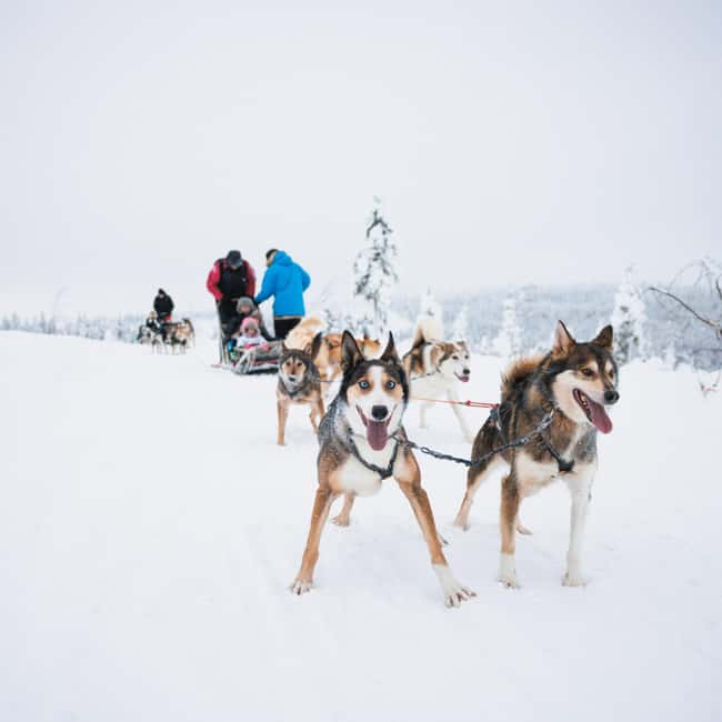 Rovaniemi: Arctic Circle Long Trail Husky Adventure - Should you book the long-trail husky adventure?