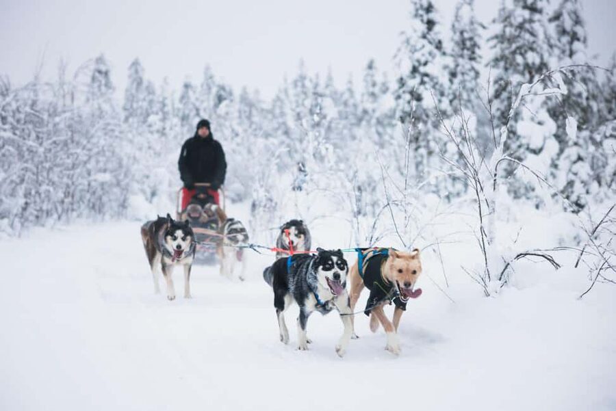 Rovaniemi: Arctic Circle Long Trail Husky Adventure - Learning to mush instead of just riding