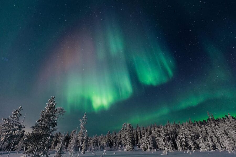 Rovaniemi: Aurora Hunting Tour in the Forest with Hot Drinks - Key points to know before booking