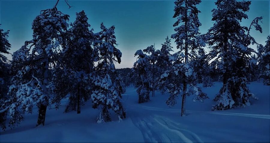 Rovaniemi: Aurora Hunting Tour in the Forest with Hot Drinks - Following the dark trail into the forest