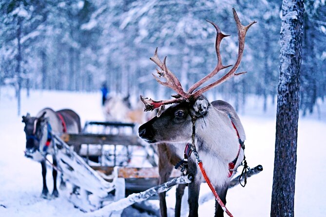 Rovaniemi: Authentic Lapland Reindeer Farm Visit & Sled Ride - What the three-hour visit actually feels like