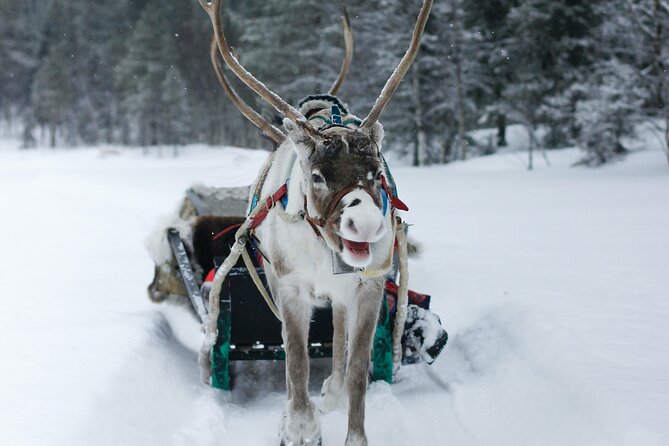 Rovaniemi: Authentic Lapland Reindeer Farm Visit & Sled Ride - How to prepare for the cold and the waiting