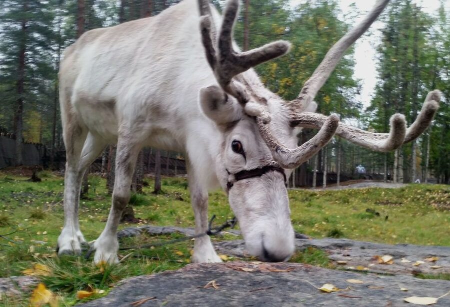 Rovaniemi: Authentic Reindeer Farm & Canoeing - Why this Rovaniemi tour works so well