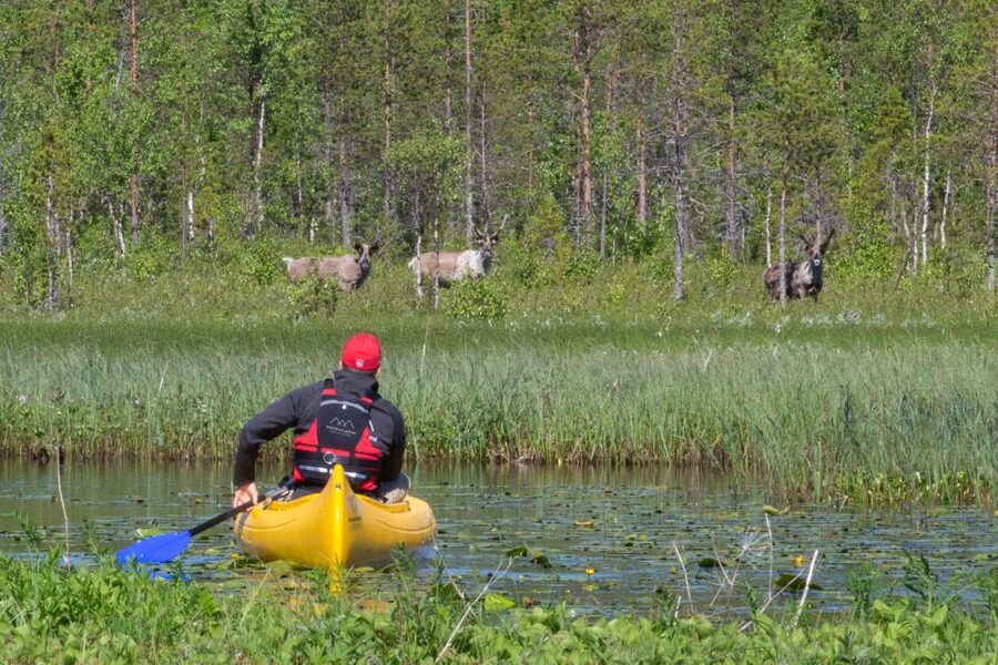 Rovaniemi: Authentic Reindeer Farm & Canoeing - Reindeer, lichen, and a family farm outside the city