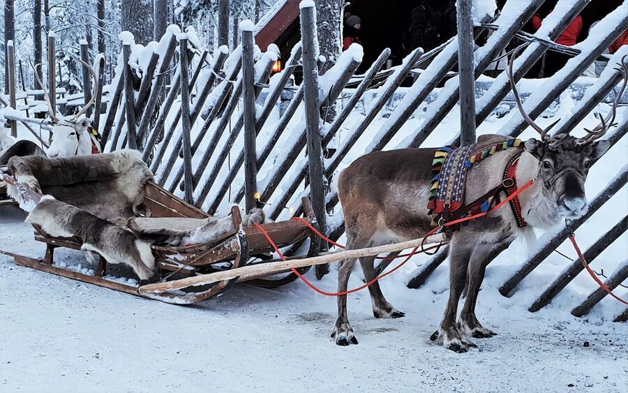 Rovaniemi: Authentic Reindeer Farm Visit & Short Sleigh Ride - Meeting Rovaniemi’s most iconic animal