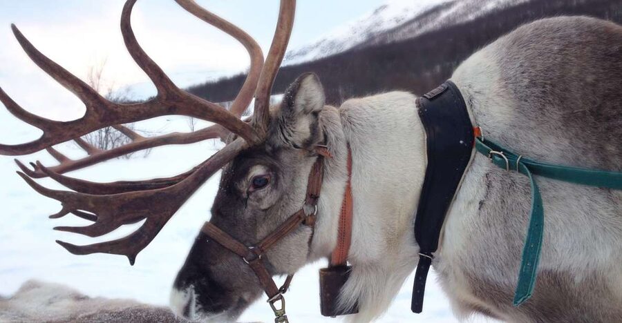 Rovaniemi: Authentic Reindeer Farm Visit & Short Sleigh Ride - The 400-meter sleigh ride: fun, but keep your expectations modest