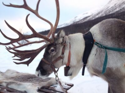 Authentic Reindeer Farm Visit & Short Sleigh Ride