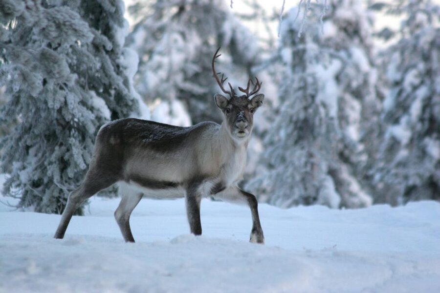 Rovaniemi: Authentic Reindeer Farm Visit & Short Sleigh Ride - Is $153 a fair price?
