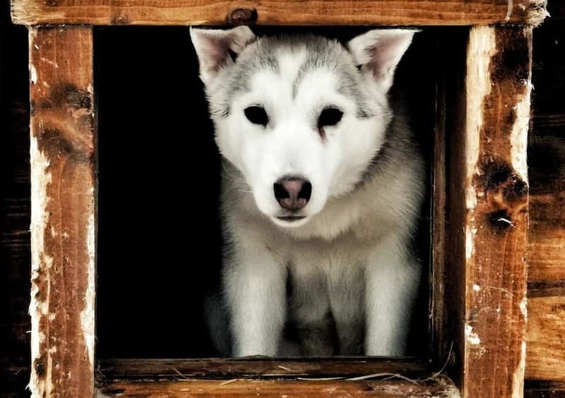 Rovaniemi: Autumn Husky Ride on Wheels - Key points at a glance