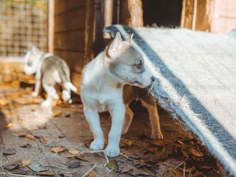 Rovaniemi: Autumn Husky Ride on Wheels - Petting the dogs and hearing their stories