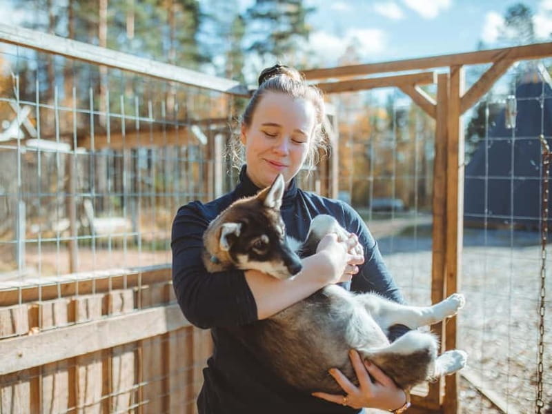 Rovaniemi: Autumn Husky Ride on Wheels - Who will enjoy this autumn outing